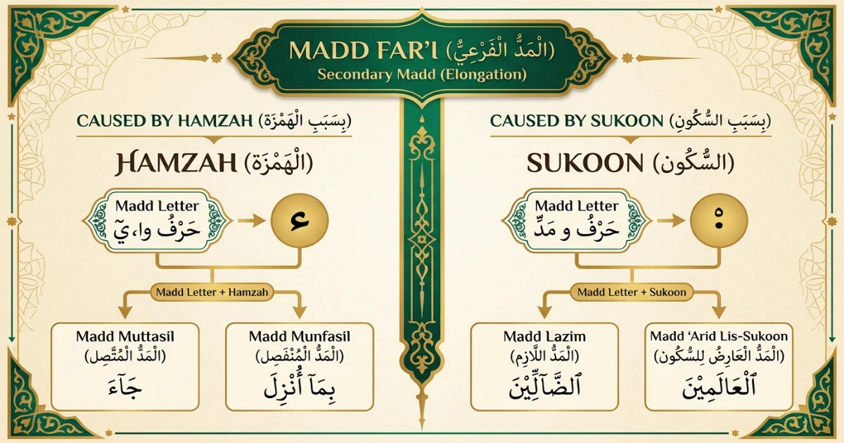 Madd Far'i caused by Hamzah or Sukoon in Tajweed with beginner examples