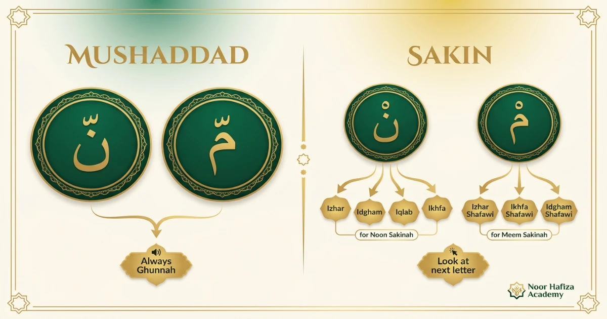 Comparison of Mushaddad and Sakin Noon and Meem rules in Tajweed
